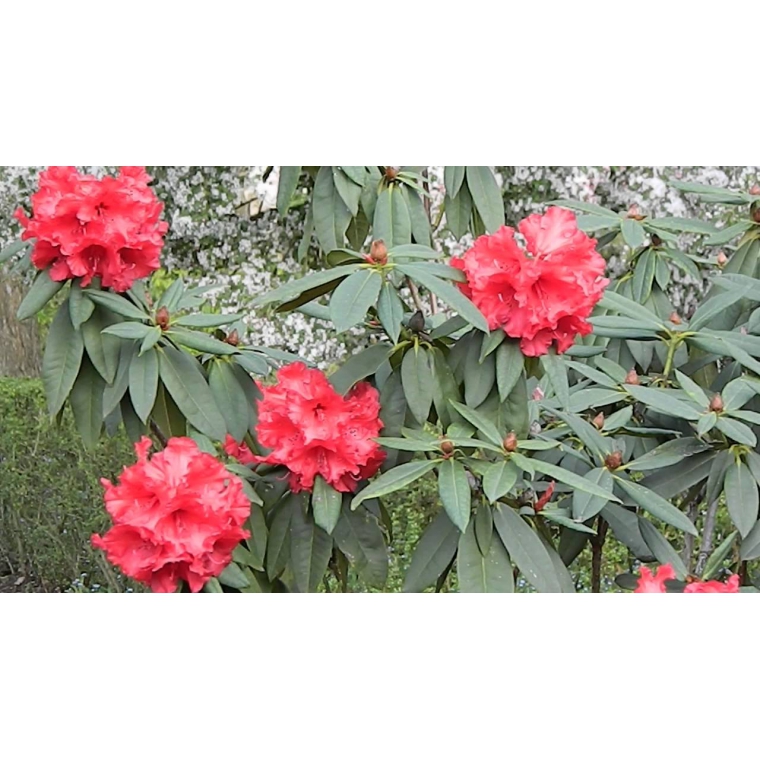 Rhododendron'Taurus' 