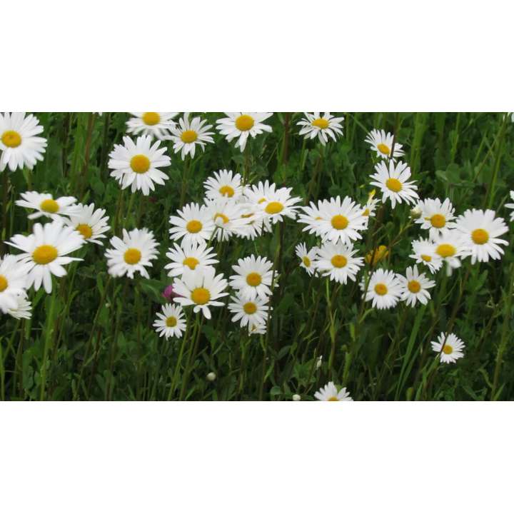 Leucanthemum vulgare