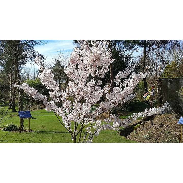 Prunus'Pandora' 