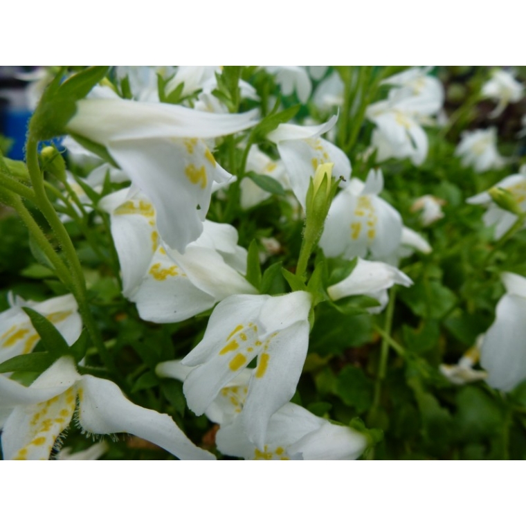 Mazus reptans'Albus'