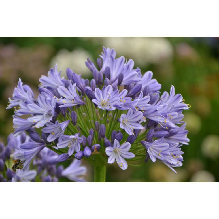 Agapanthus'Megan's Mauve' 