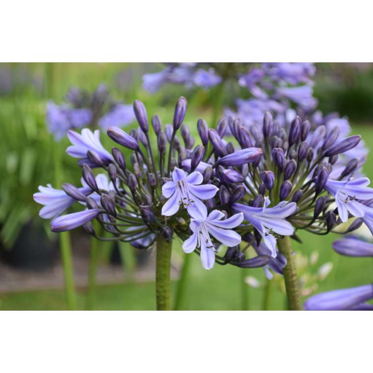 Agapanthus'Melbourne' 