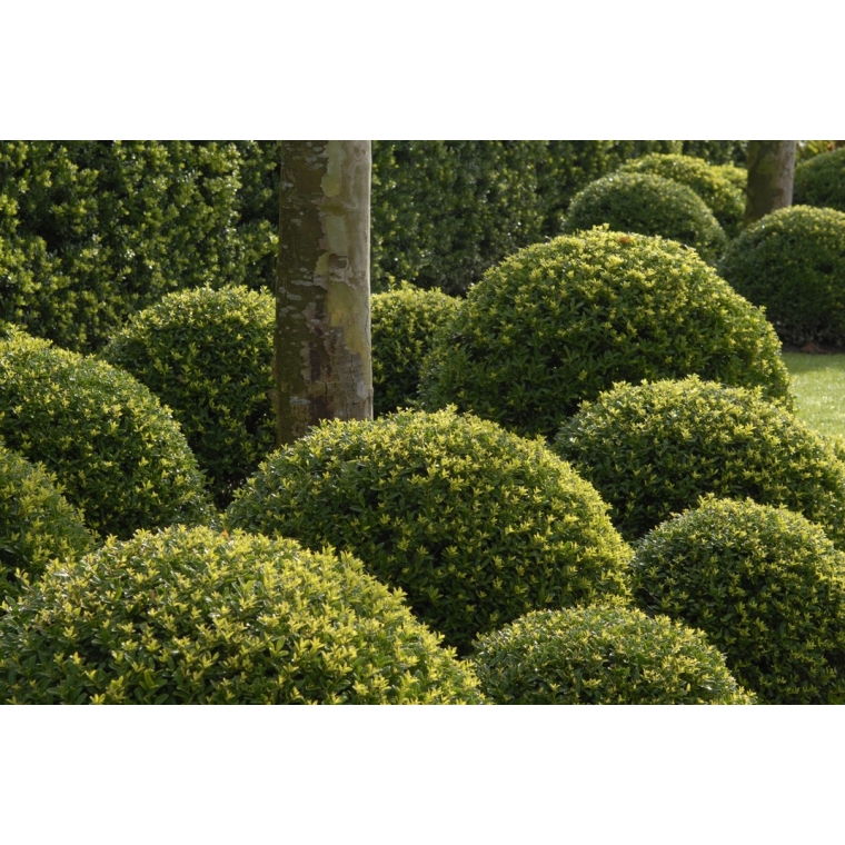 Ilex crenata'Dark Green' 