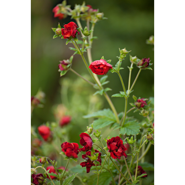Potentilla'Volcan'