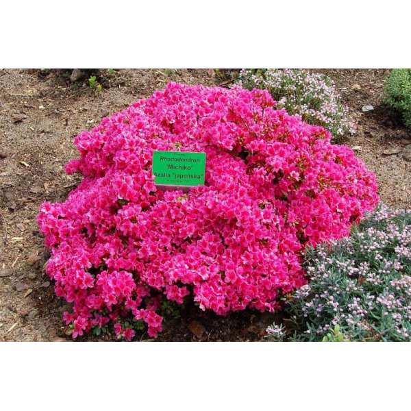 Azalea japonica'Michiko' 