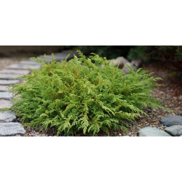 Microbiota decussata 