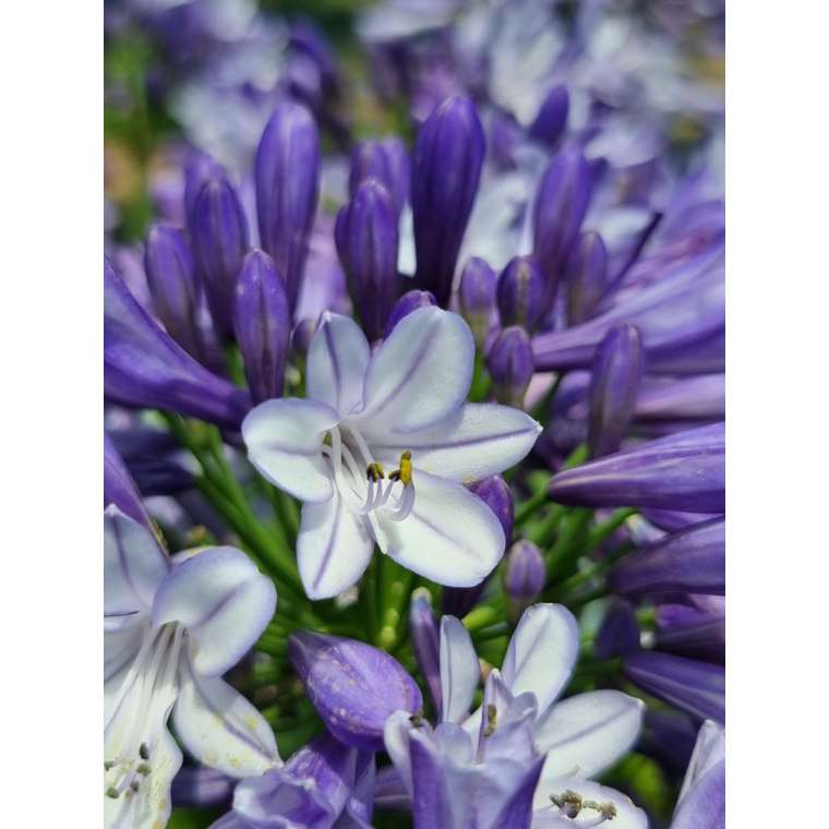 Agapanthus'Midnight moon' 