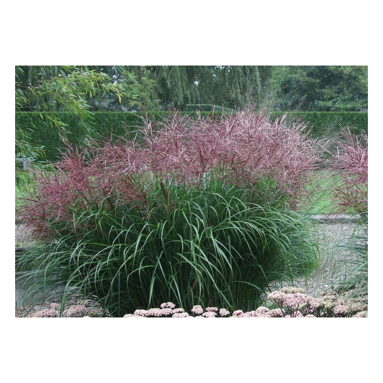 Miscanthus sinensis'Ferner Osten' 