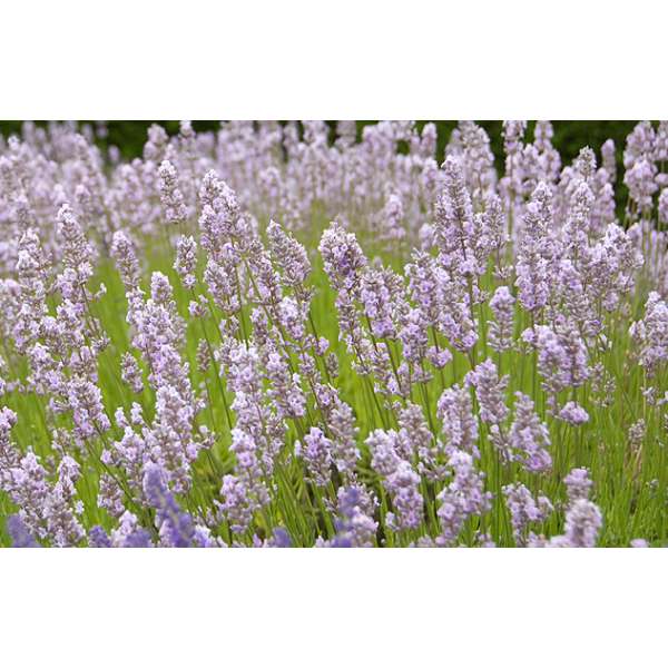 Lavandula angustifolia'Miss Katharine'