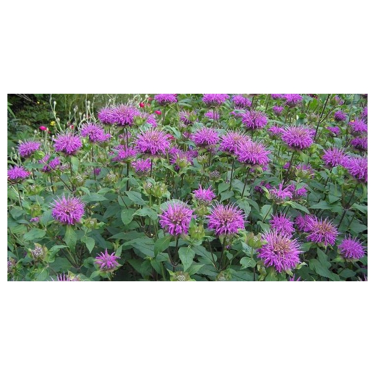 Monarda'Blaustrumpf'