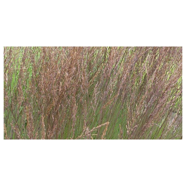 Molinia caerulea'Edith Dudszus'