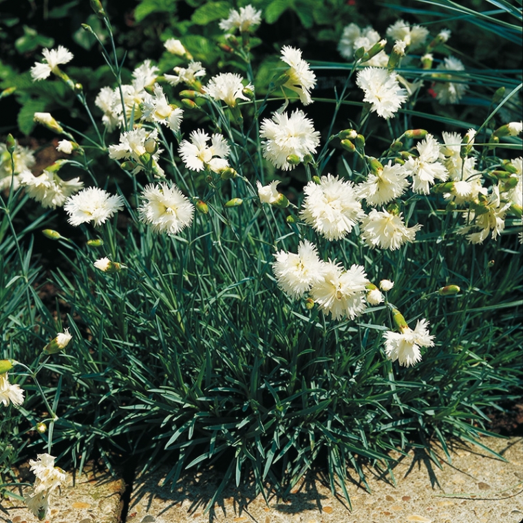 Dianthus plumarius'Albus Plenus'