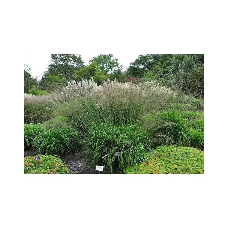 Molinia arundinacea'Transparent'