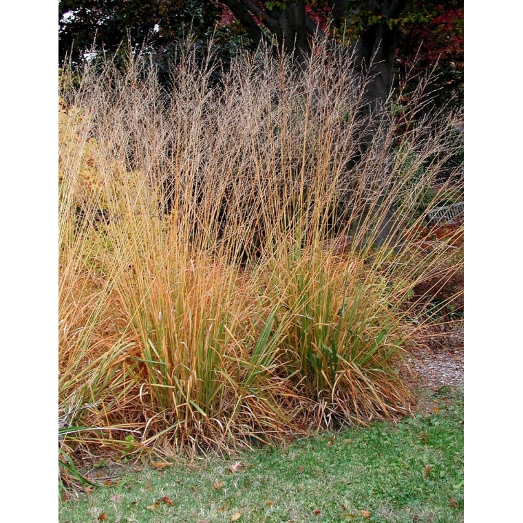 Molinia arundinacea'Skyracer'