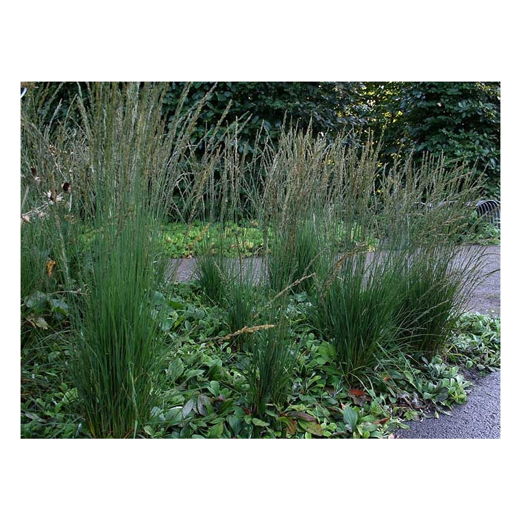 Molinia caerulea'Moorhexe'