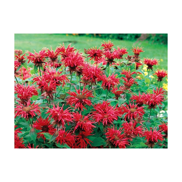 Monarda'Cambridge Scarlet'