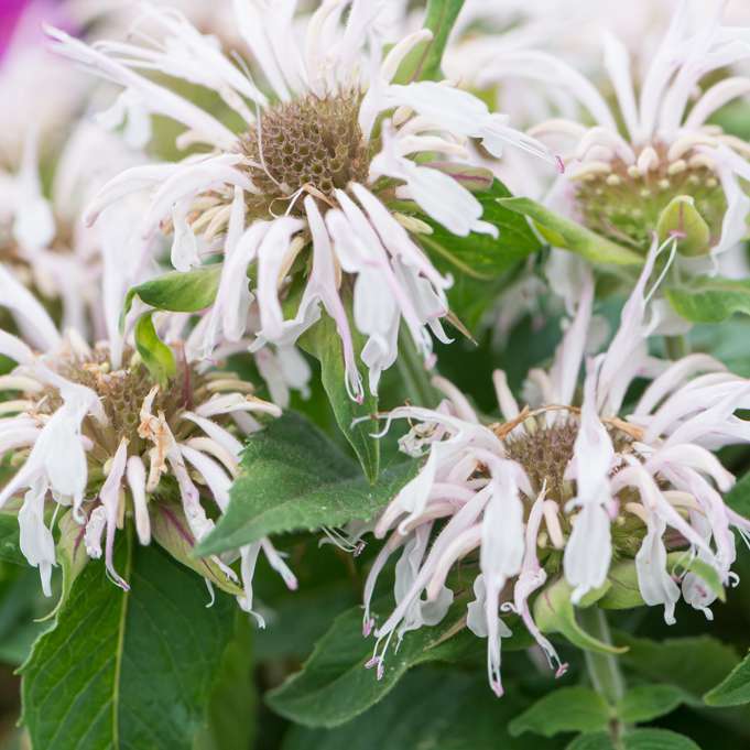 Monarda'Balmy White'