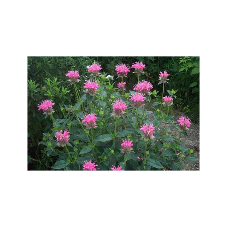 Monarda'Marshall's Delight'