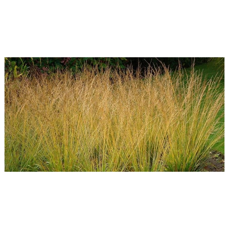Molinia caerulea'Poul Petersen'