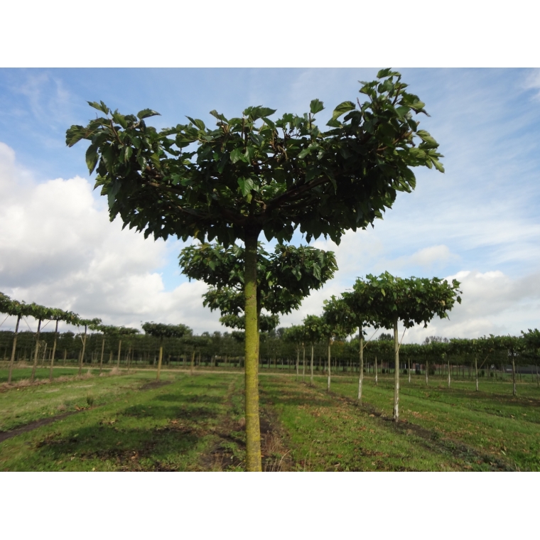 Morus alba'Fruitless' dakvorm 