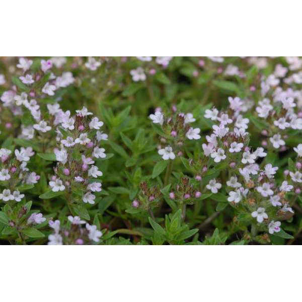 Thymus herba-barona var.citriodorus