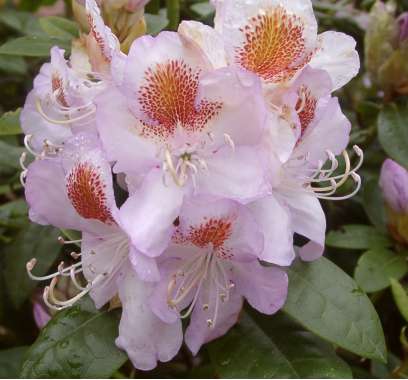 Rhododendron'Mrs.TH Lowinsky' 