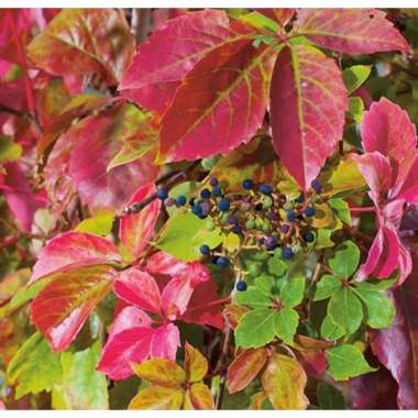 Partenocissus quinquefolia'Murorum' 