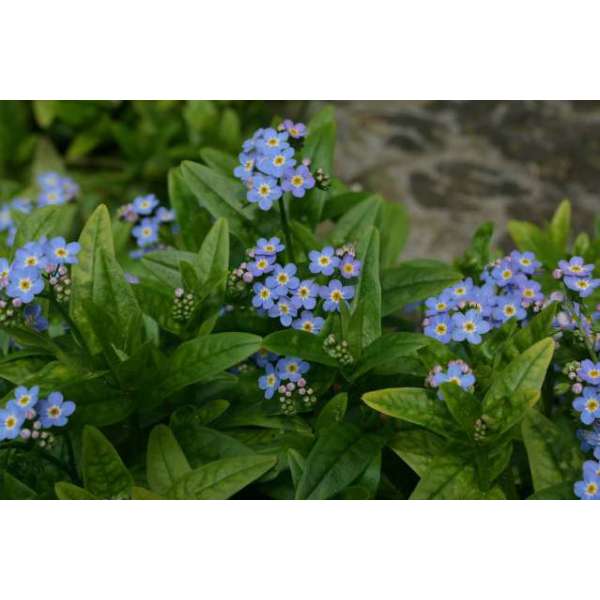 Myosotis palustris