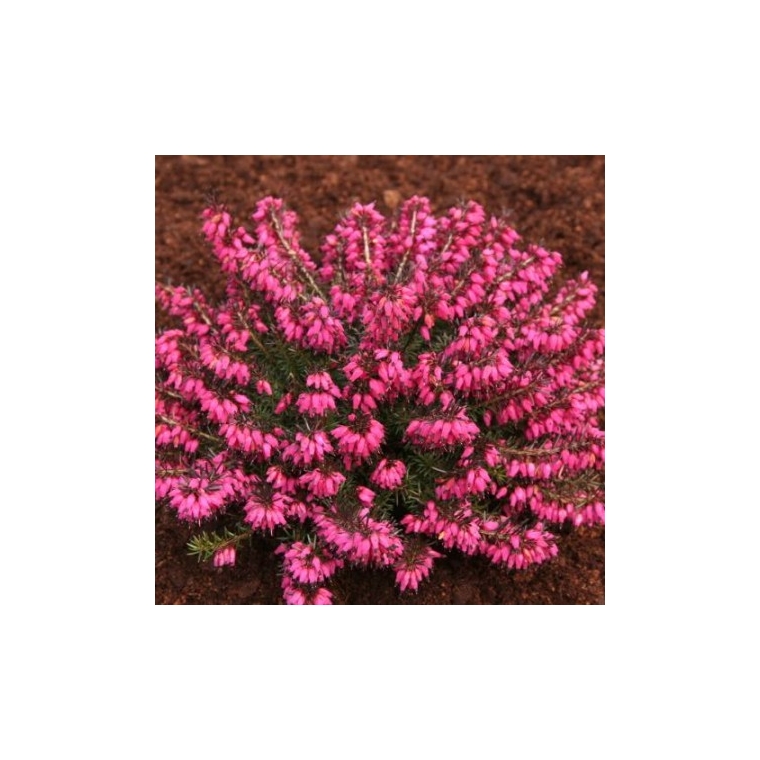 Erica carnea'Nathalie' 