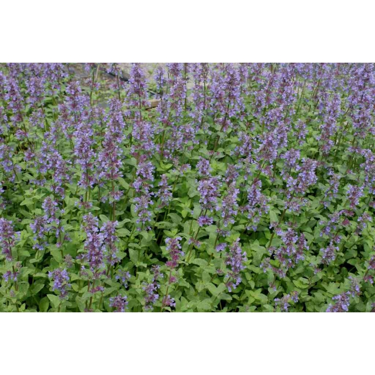 Nepeta racemosa'Superba'