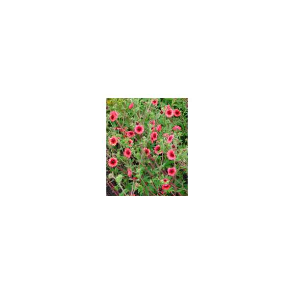 Potentilla nepalensis'Miss Wilmott'