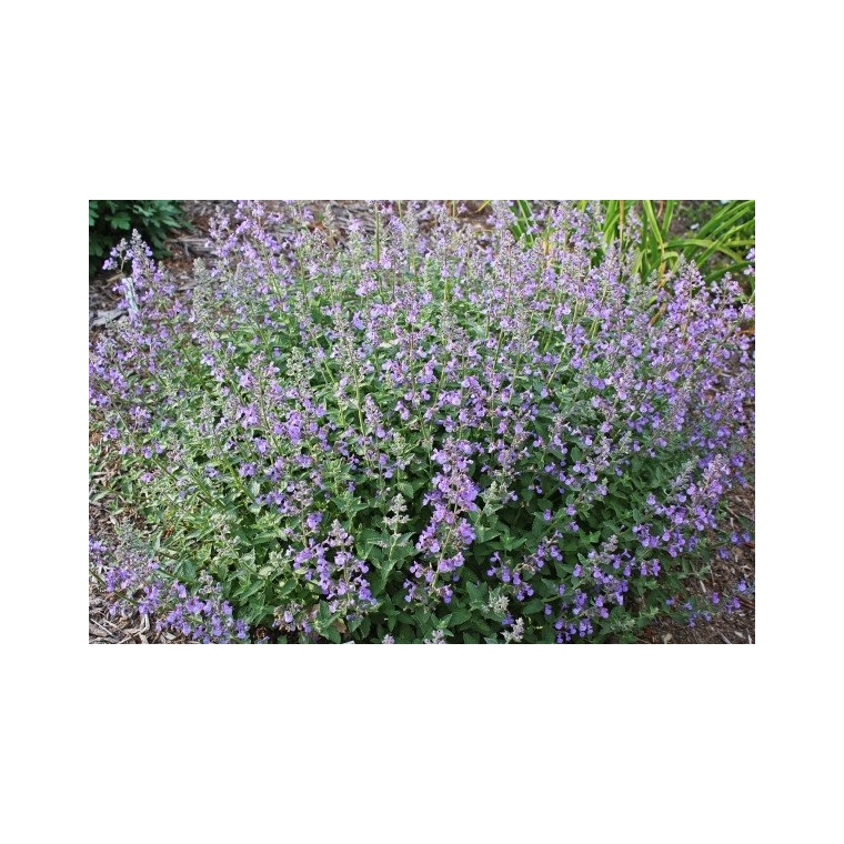 Nepeta faassenii'Junior Walker'