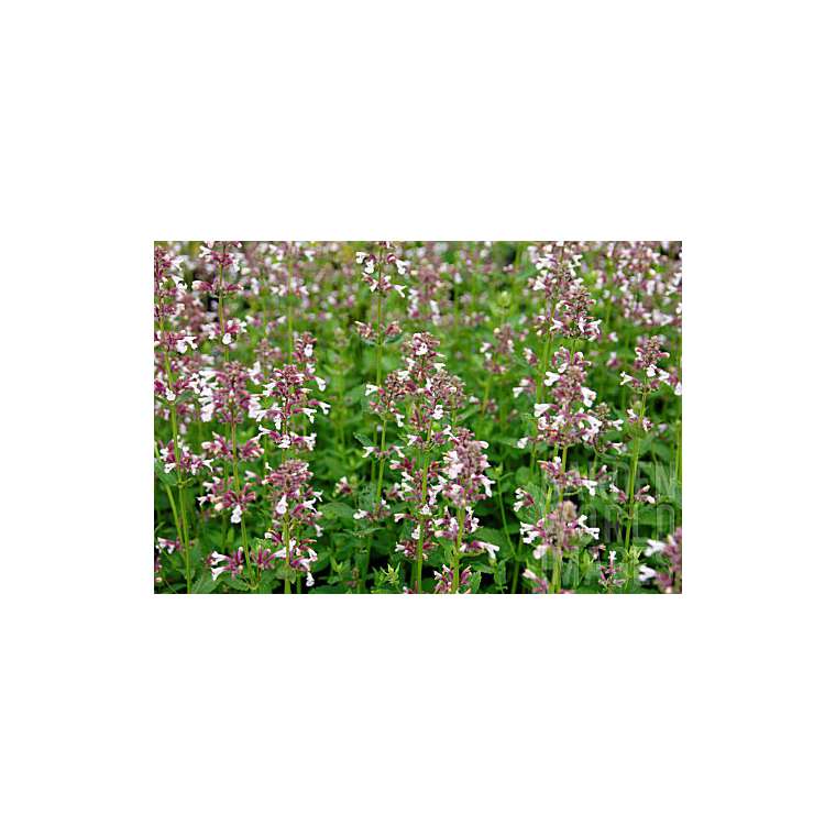 Nepeta grandiflora'Dawn to Dusk'