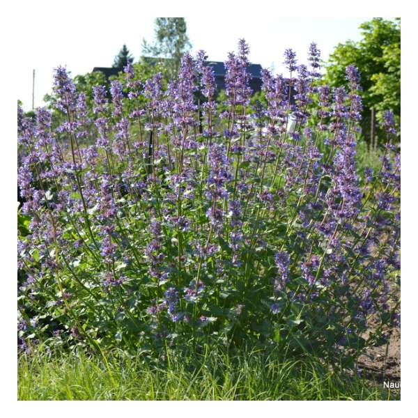 Nepeta grandiflora'Zinner's giant'