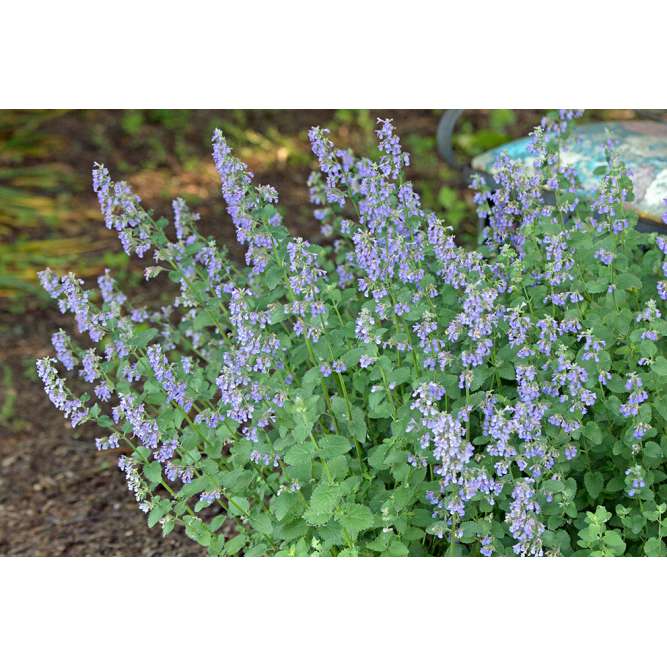 Nepeta faassenii'Blue Wonder'