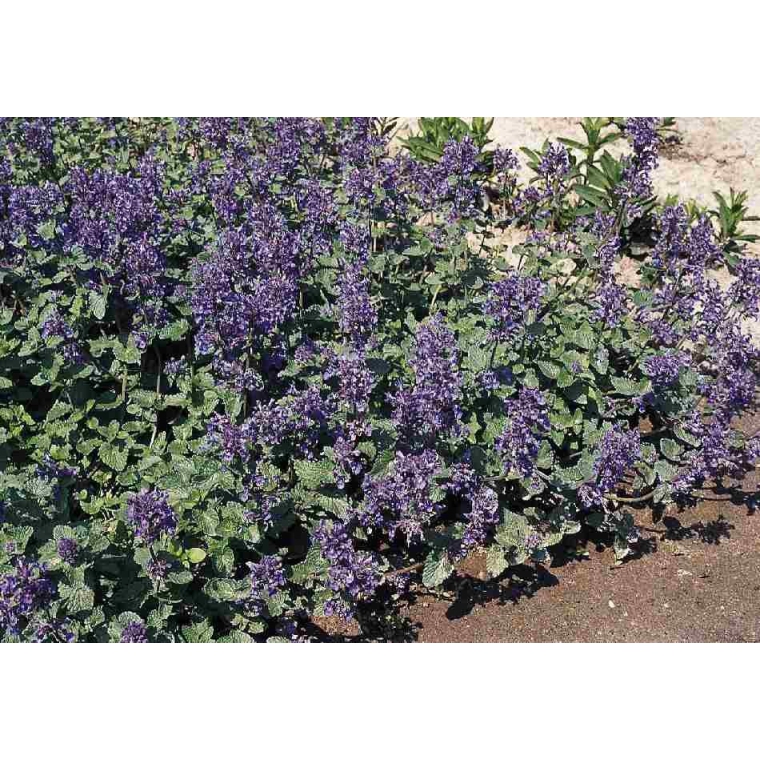 Nepeta mussinii