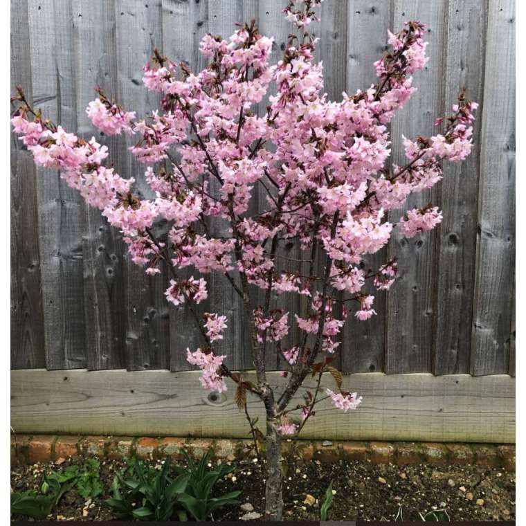 Prunus nipponica'Ruby' 