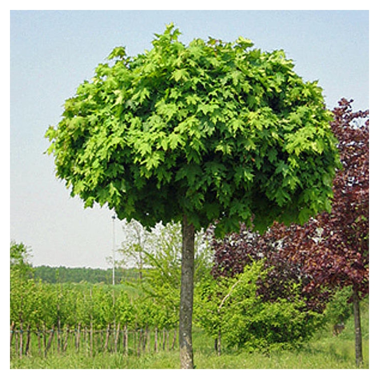 Acer platanoides'Globosum' 