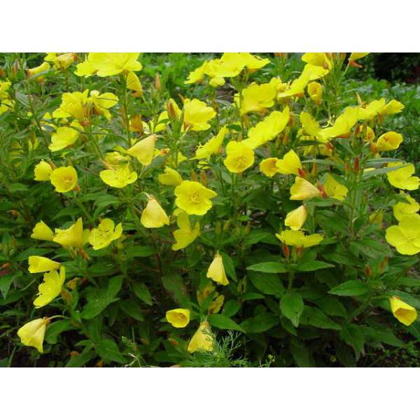 Oenothera fruticosa'Sonnenwende'