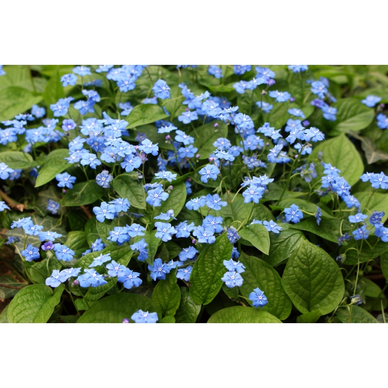 Omphalodes verna