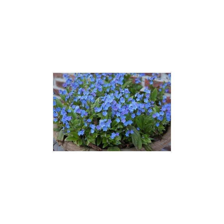 Omphalodes cappadocica'Cherry Ingram'