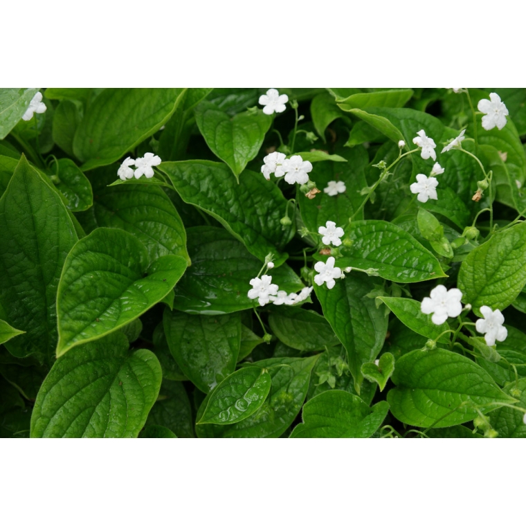 Omphalodes verna'Alba'