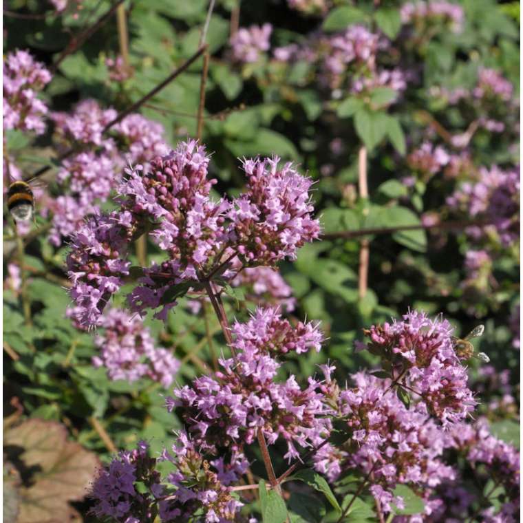 Origanum laevigatum'Purple Charm'