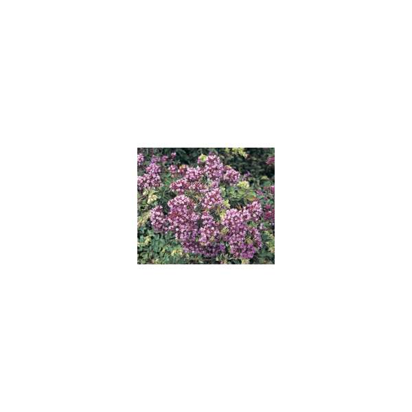 Origanum laevigatum'Hopleys'