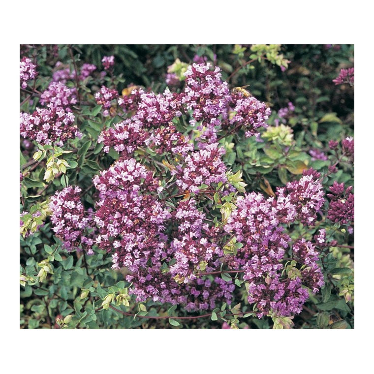 Origanum laevigatum'Hopleys'