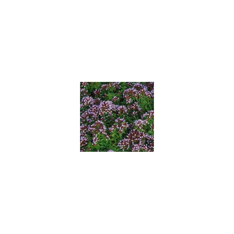 Origanum vulgare'Compactum' 