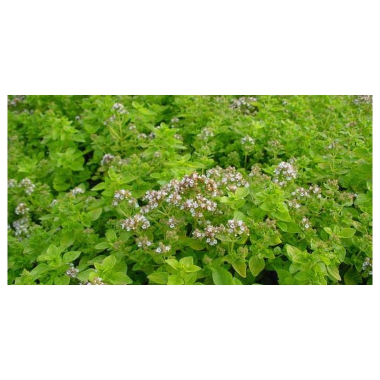 Origanum vulgare'Thumble's Variety'