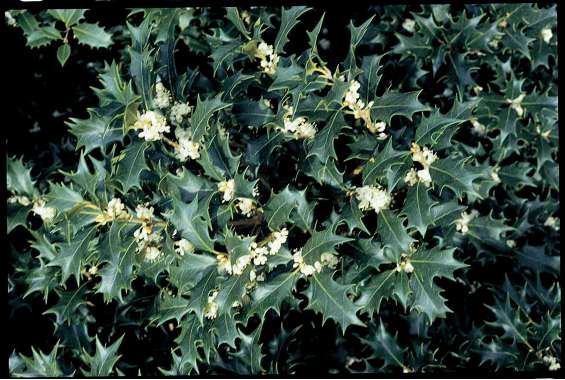 Osmanthus heterophyllus 