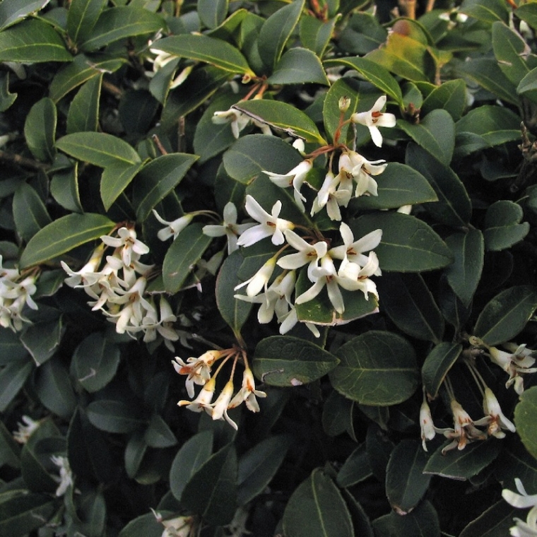 Osmanthus burkwoodii 