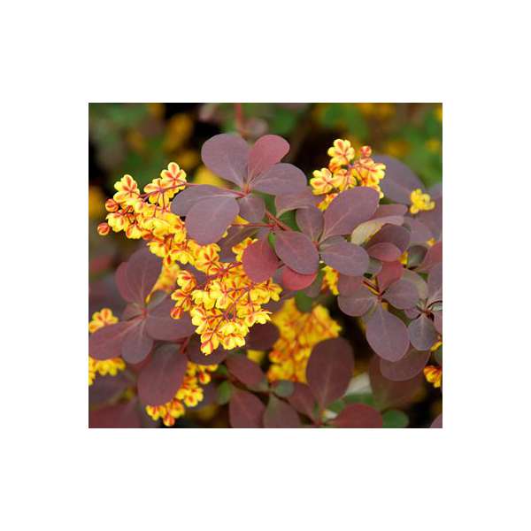 Berberis officinalis'Superba' 
